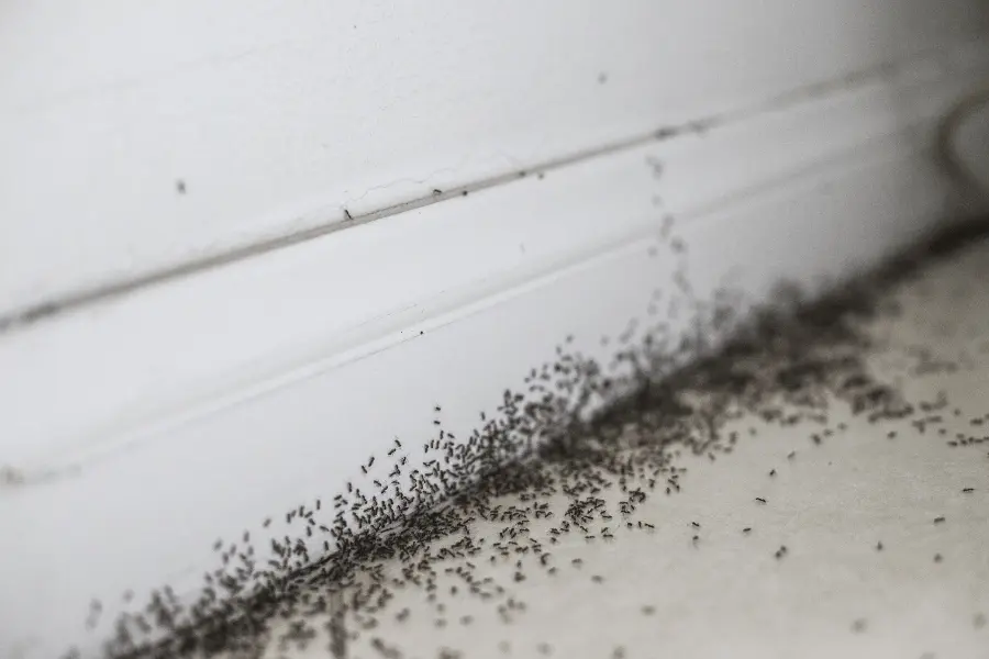 Ants Control