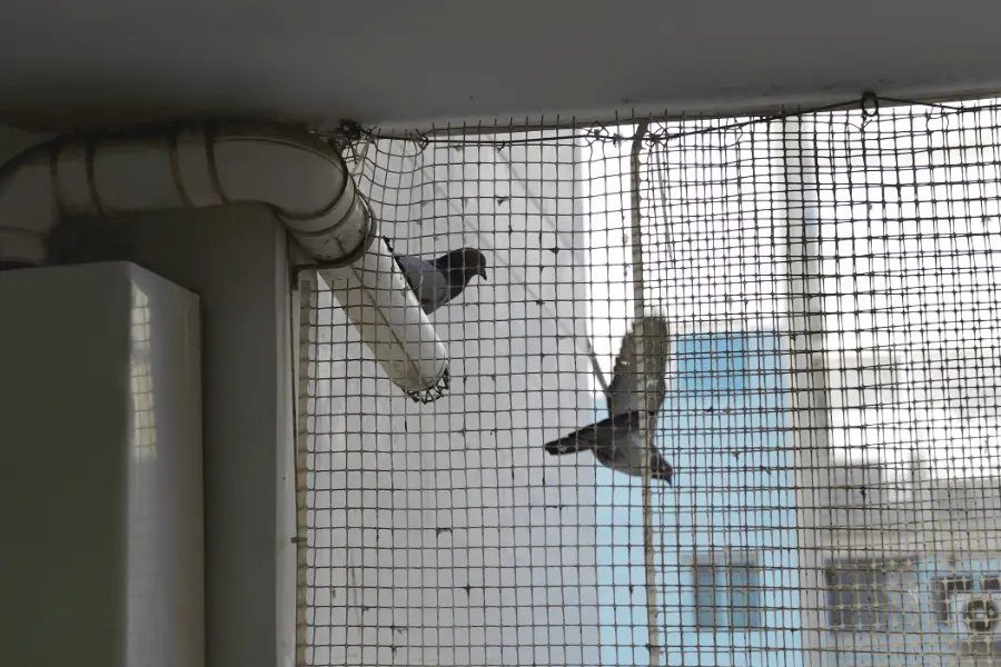 Birds Control