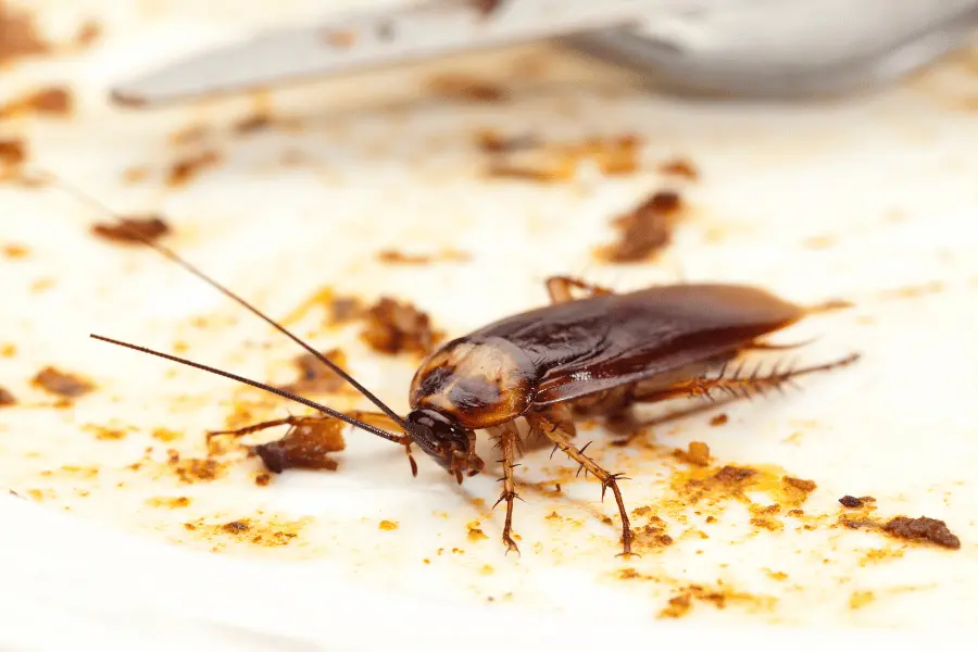 Cockroaches Control