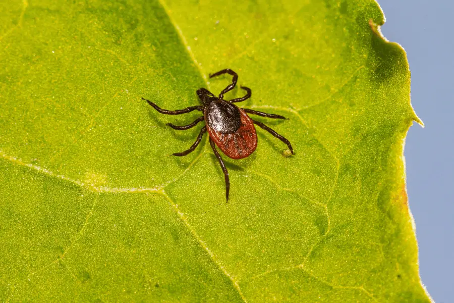 Crawling Insects Control
