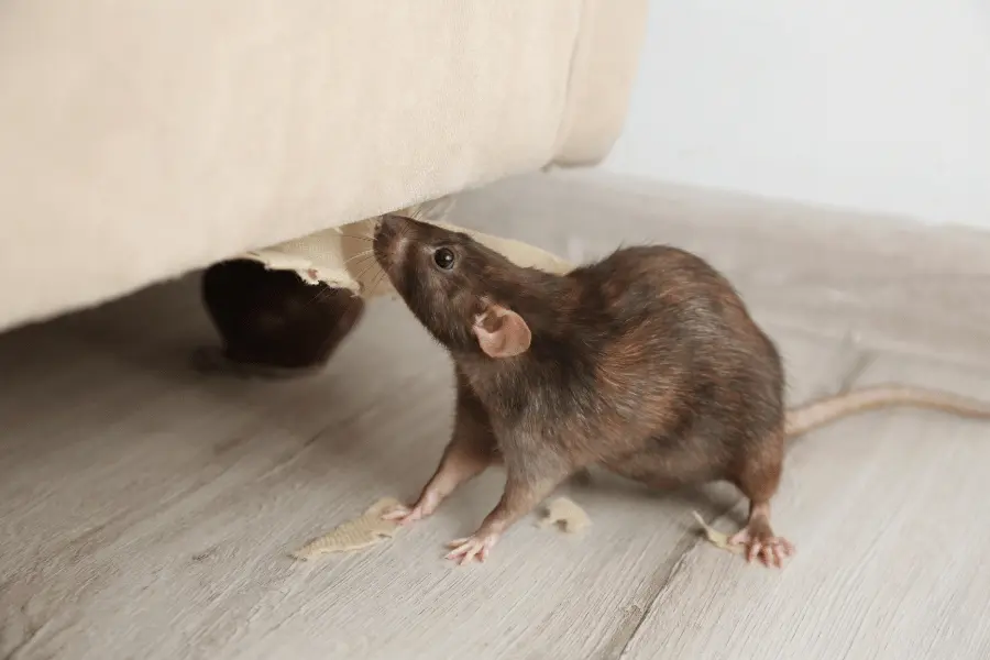Mice Control
