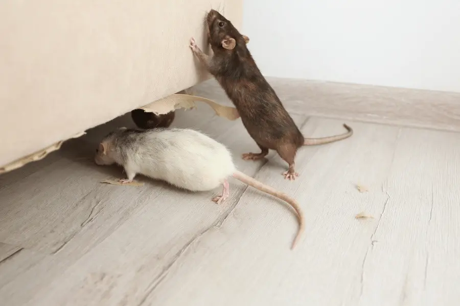 Rats Control