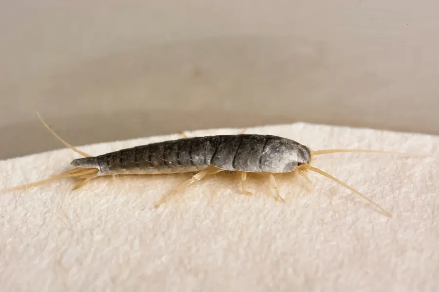 Silverfish Control