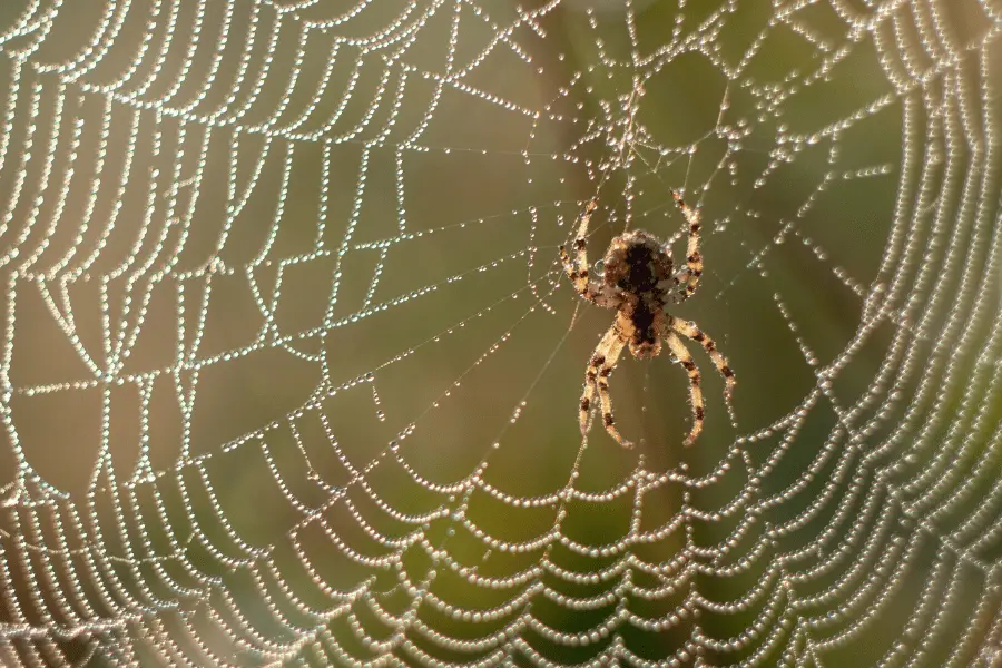 Spiders Control