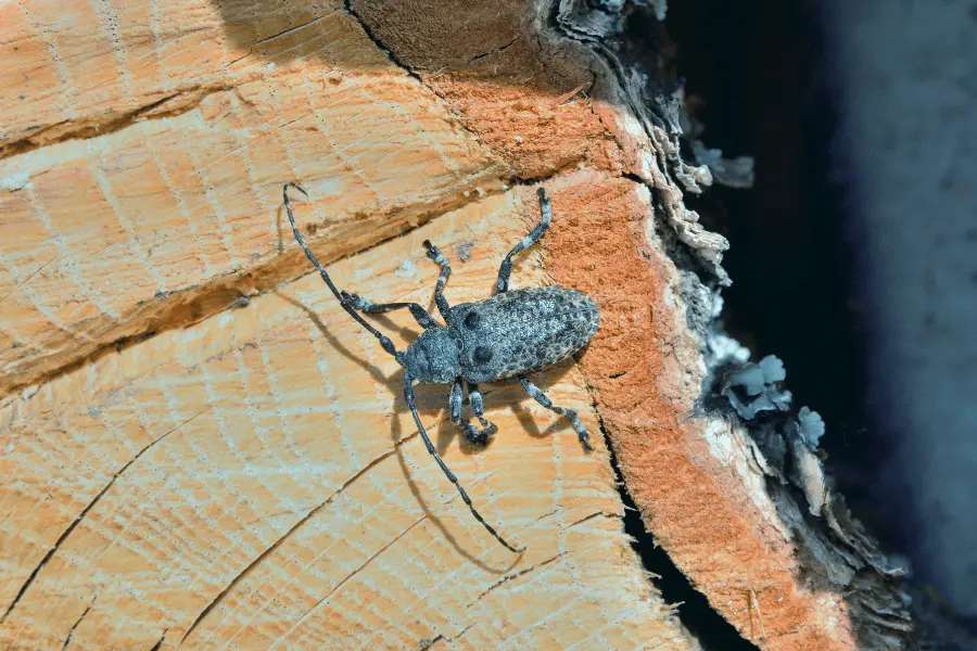 Wood Borers Control